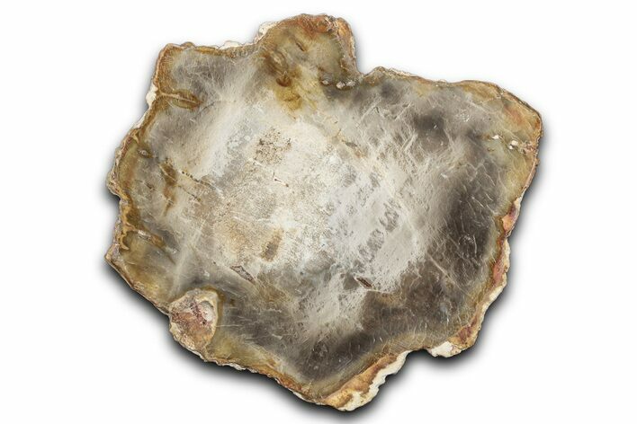 Beautiful Petrified Wood (Araucaria) Slab - Madagascar #344650
